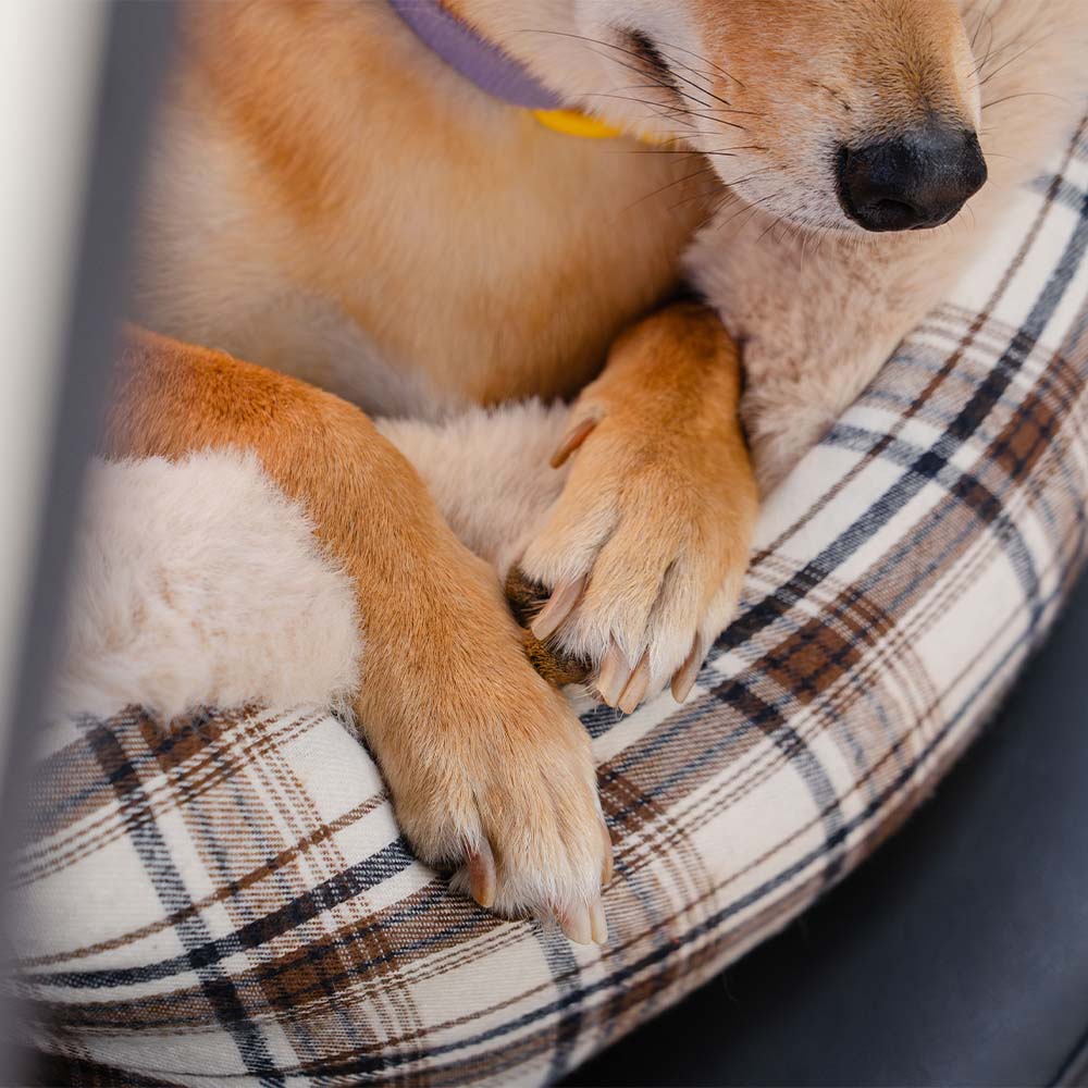 Gran clásico y esponjoso refuerzo para perros asiento para perros segura