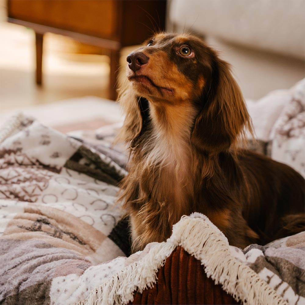 Cama de perros redonda de perros relajante de Boho Tassel lavable - Noche de cazadores