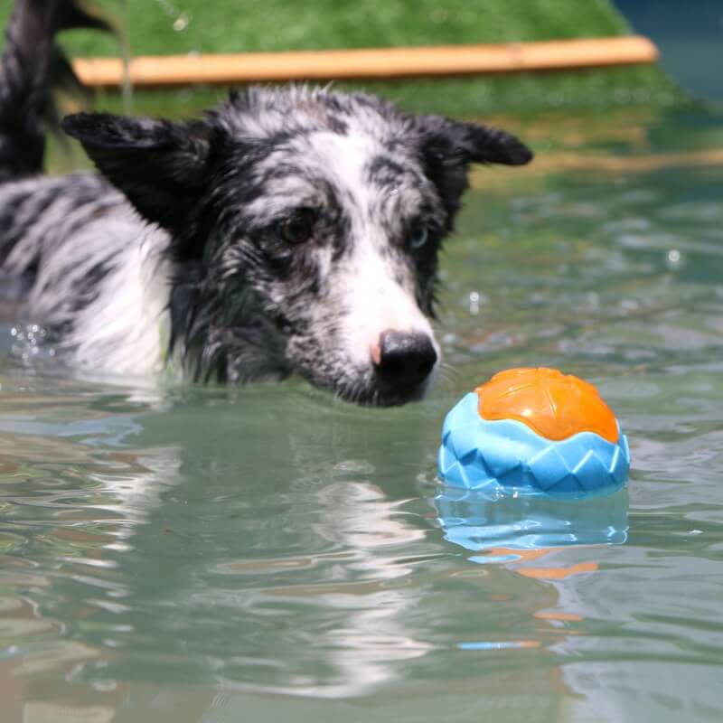 Juguete para perros interactivo juguete al aire libre juguete de agua flotante