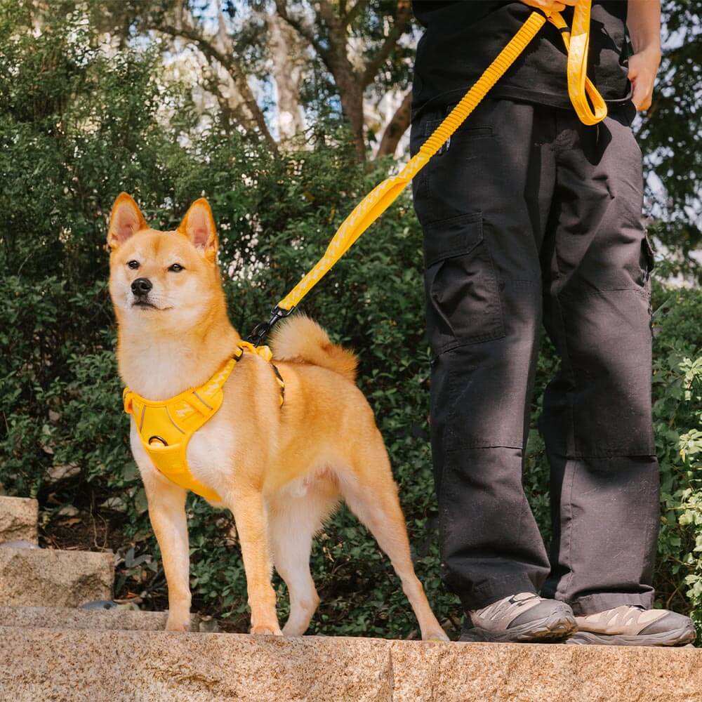 Funnyfuzzy reflectante mazo de perros al aire libre ajustable - Flexi Walker