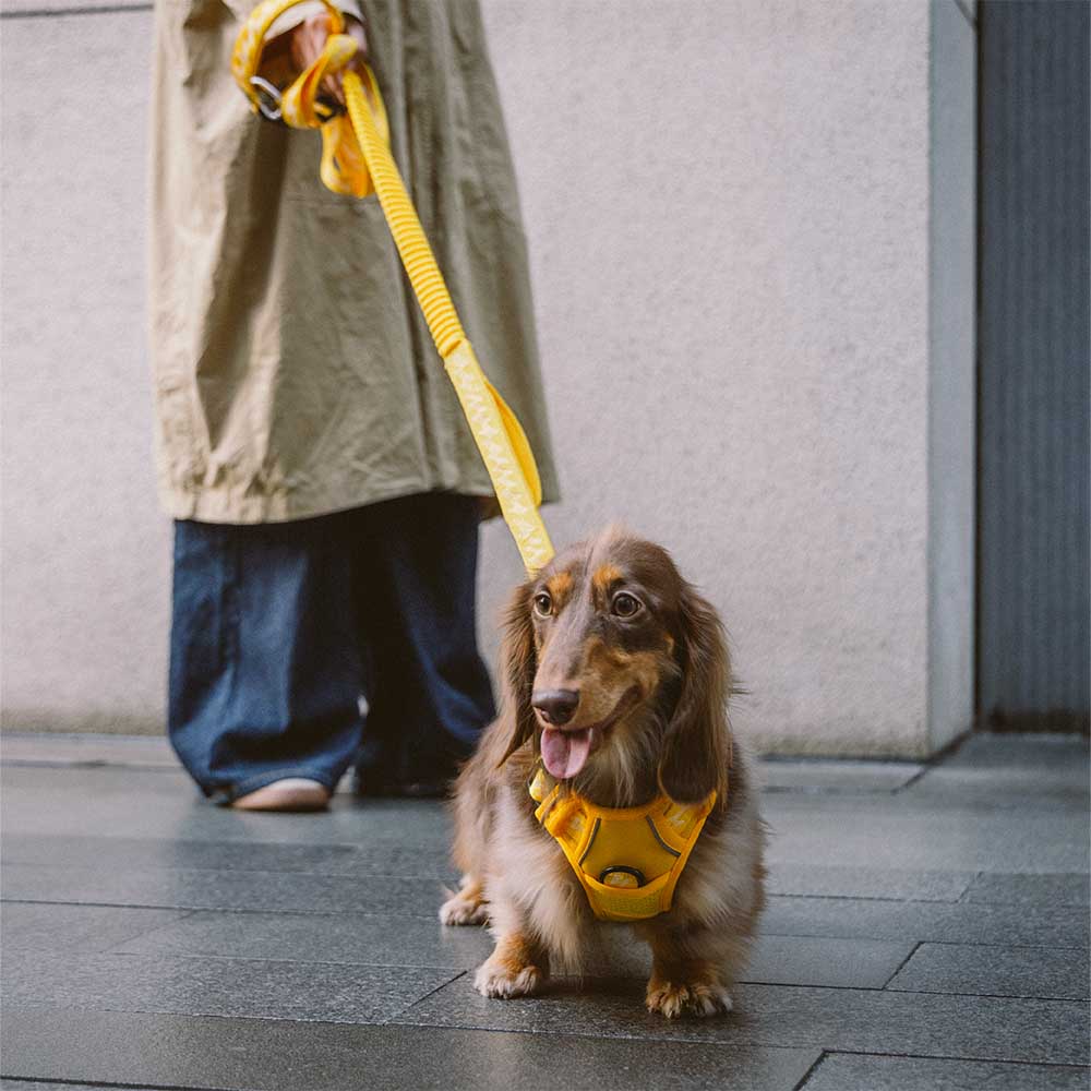 Funnyfuzzy reflectante mazo de perros al aire libre ajustable - Flexi Walker