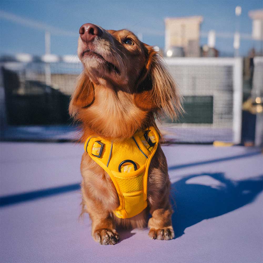 Funnyfuzzy reflectante mazo de perros al aire libre ajustable - Flexi Walker