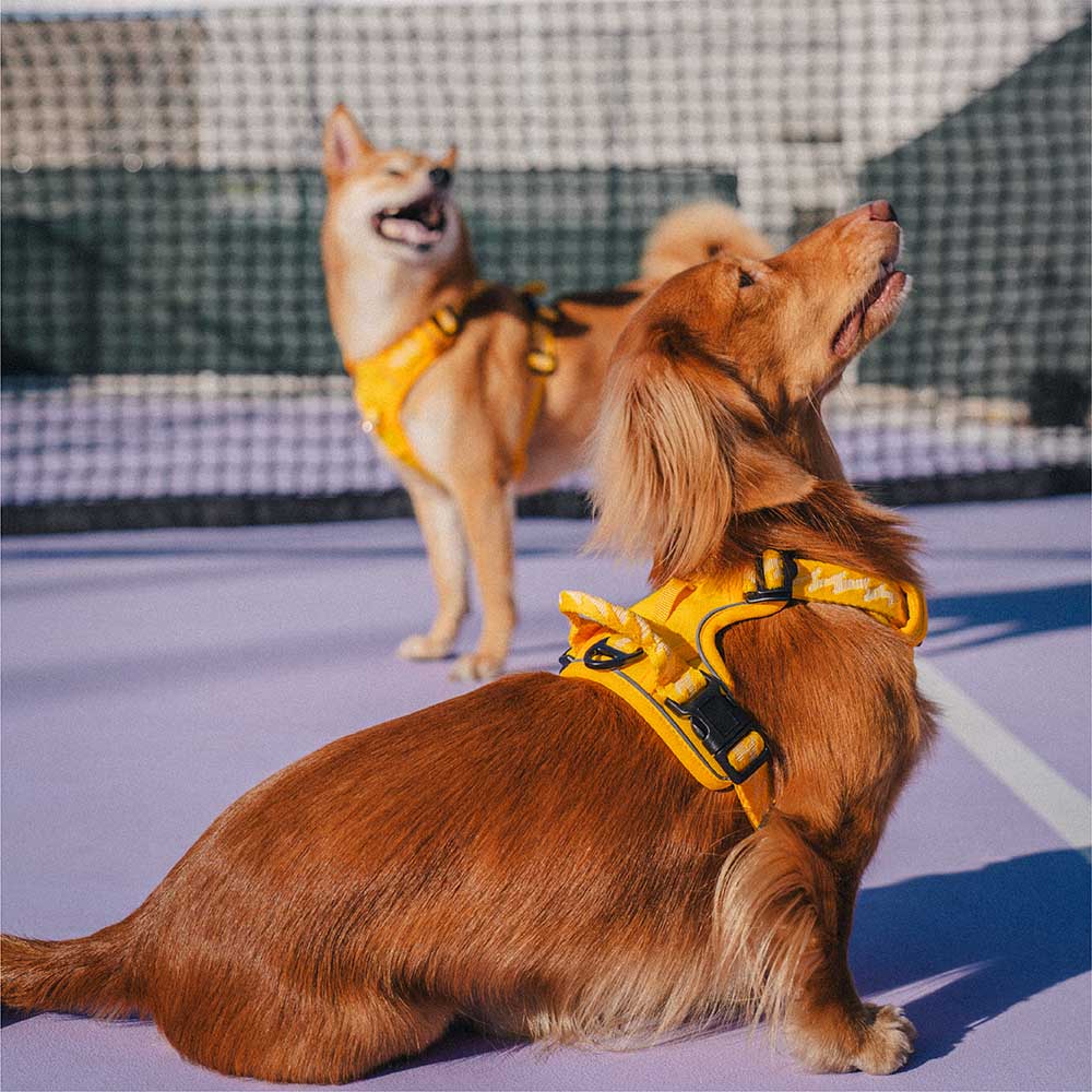 Funnyfuzzy reflectante mazo de perros al aire libre ajustable - Flexi Walker