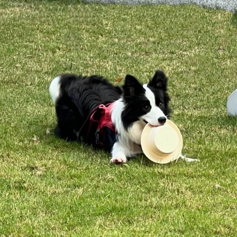 Cuenco plegable para mascotas tazón de silicona portátil