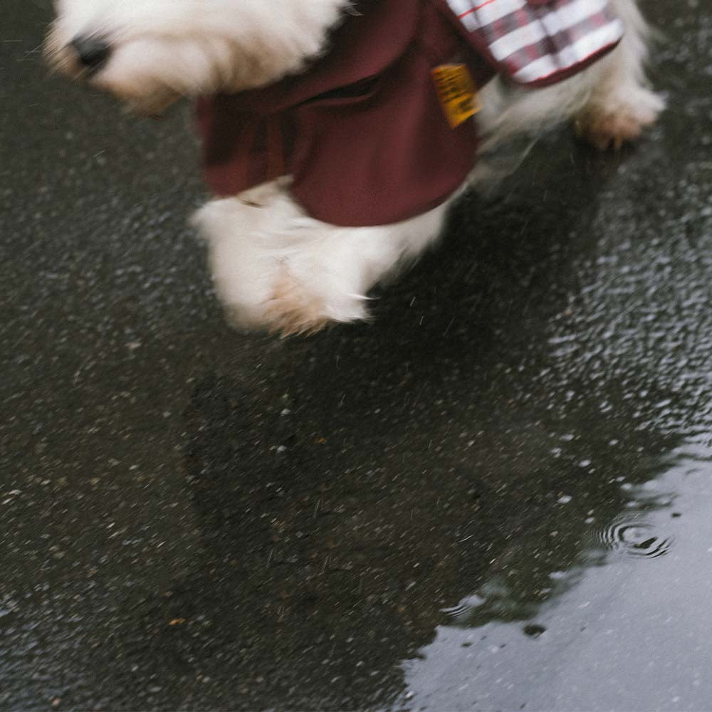 Impermeable a cuadros vintage a cuadros Rair para perros ajustables - Protección para todo clima