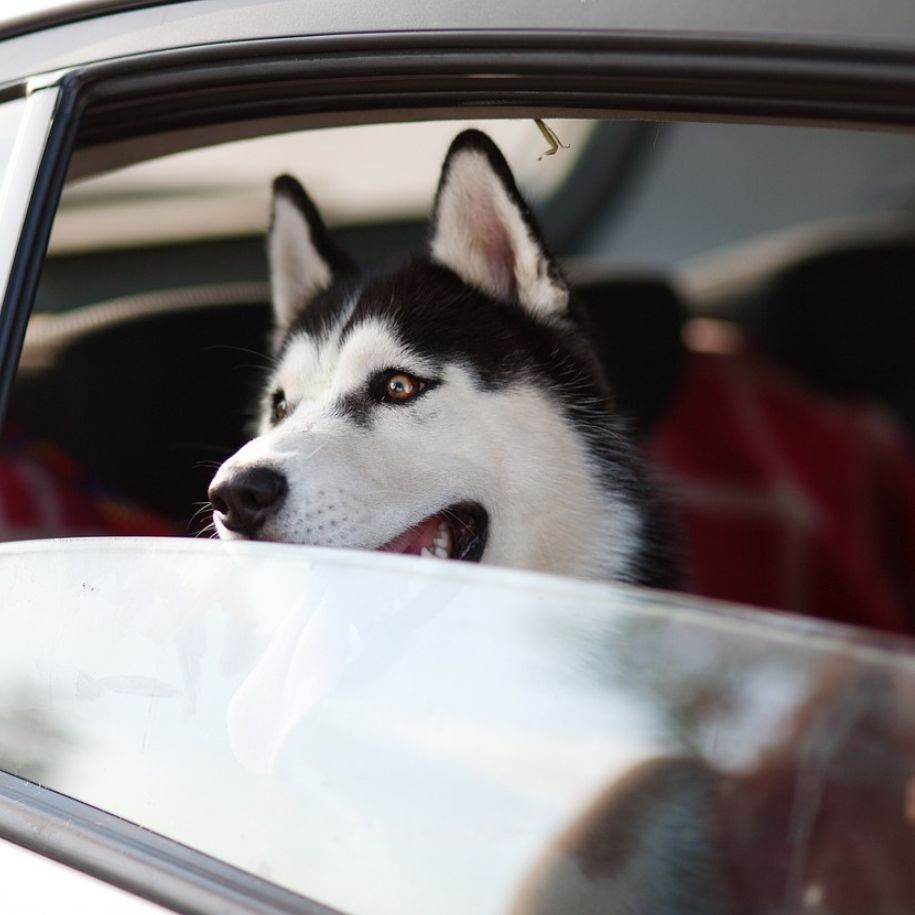 Car Travel With Pets: 10 Tips for Safety and Security