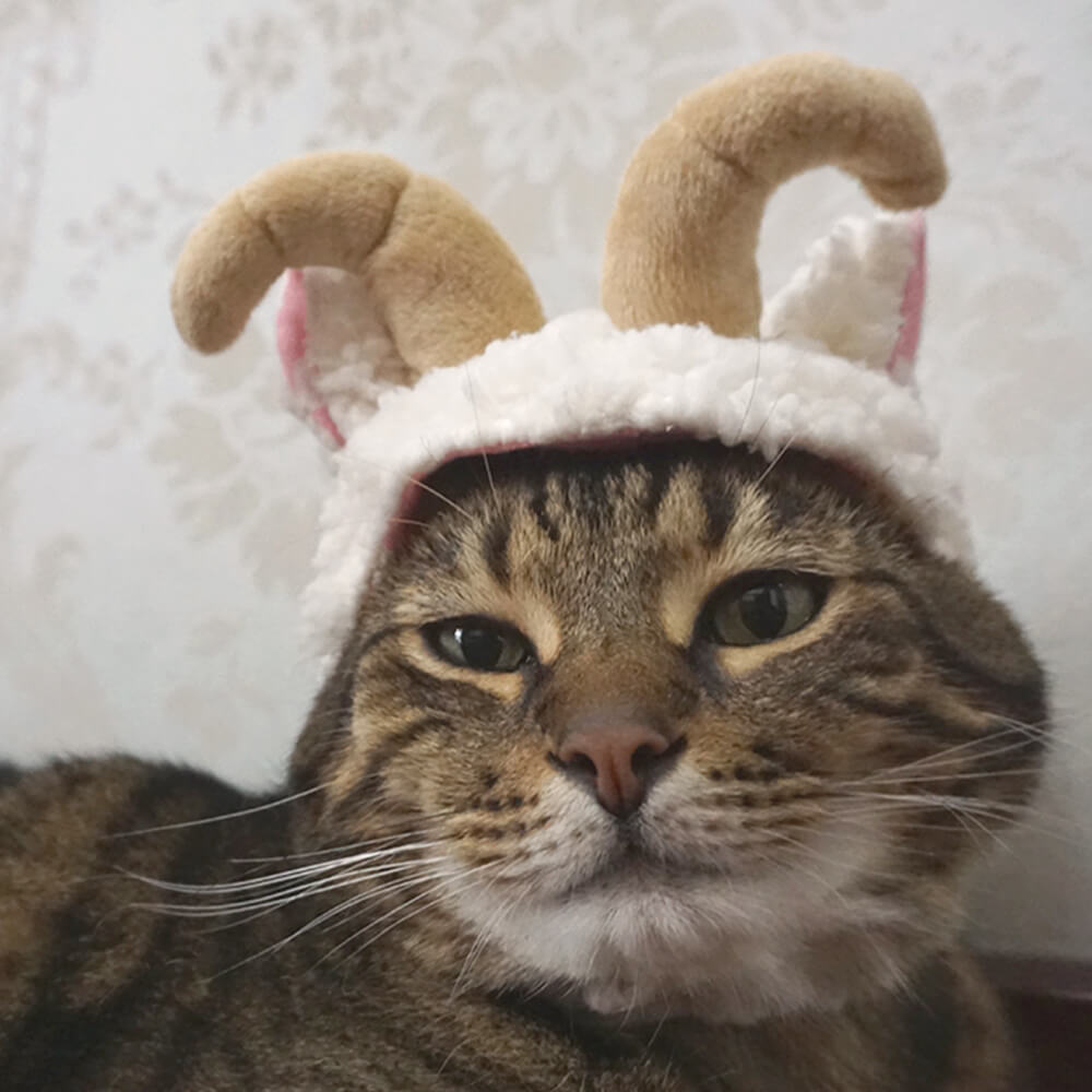 Sombrero para mascota disfraz de Halloween de murciélago unicornio flamenco