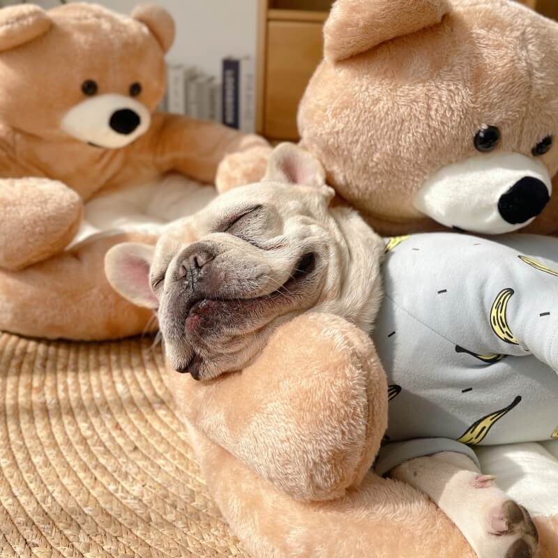 Linda cama desmontable para gatos con osito de abrazo