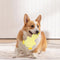 Juego de juguetes de masticación de perro lindo interactivo - diversión juguetona
