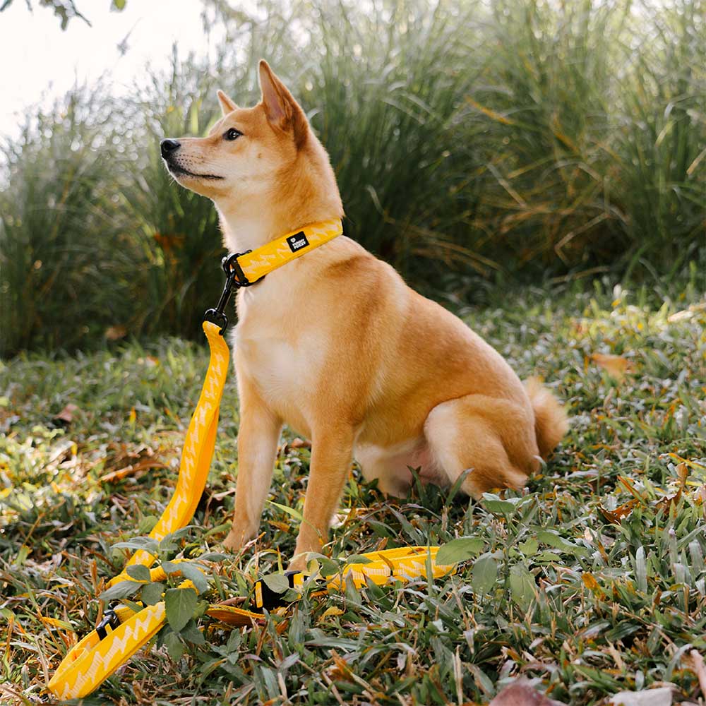 FUNNYFUZZY Adjustable Nylon Durable Dog Collar - Flexi Walker