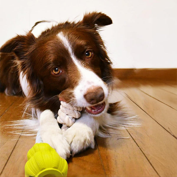 Toy de perro de tirón interactivo de cuerda de algodón duradera