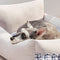 Cama de sofá de perros y gatos con respaldo mejorado con volantes con volantes y gato