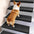 Anti-scratch Sisal Stair Protectors Tape Free Washable Carpet Stair Treads