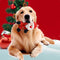 Toy de perro de perros interactivo de chirrido de goma de muñeca de muñeca de Navidad