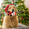 Toy de perro de perros interactivo de chirrido de goma de muñeca de muñeca de Navidad