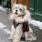 Fur-Trim Hooded Warm Dog Coat with Leash Buckle