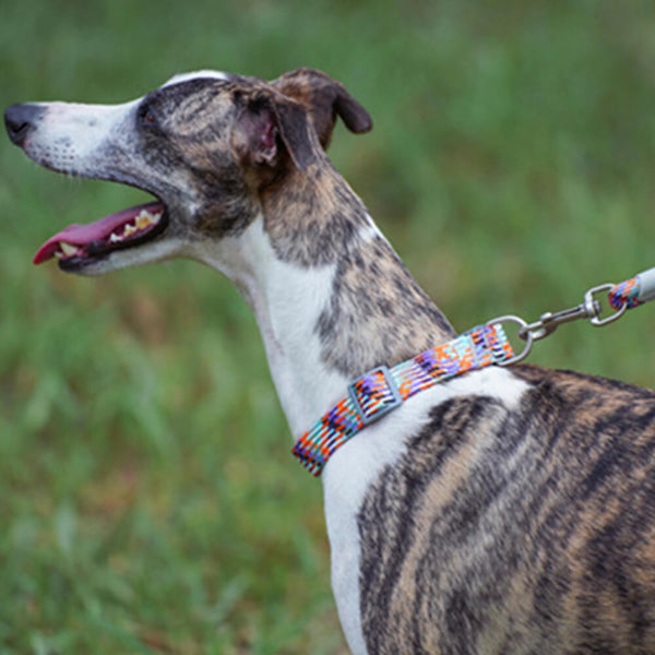 Weave reflectante Ajustable El collar y correa de perros antiadronizando