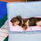 Espacioso sofá de perros y gatos multifuncionales plegables de mezclilla plegable