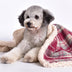 Cozon Cosy Cozy Plaid Sherpa Fleece Blanket para perros y gatos