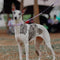 Reacción en cadena Anti-Pull Martingale Collar de entrenamiento para perros