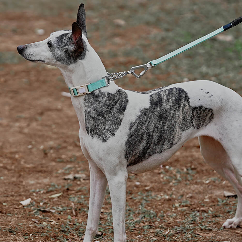 Collar de adiestramiento para perros martingala antitirones Chain Reaction