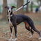 Reacción en cadena Anti-Pull Martingale Collar de entrenamiento para perros