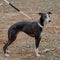 Reacción en cadena Anti-Pull Martingale Collar de entrenamiento para perros