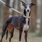 Reacción en cadena Anti-Pull Martingale Collar de entrenamiento para perros