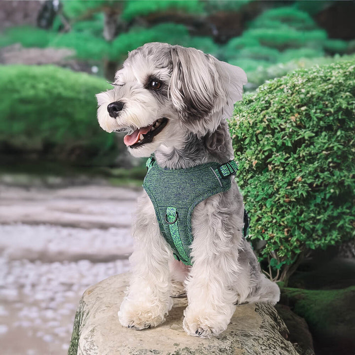 Arnés/correa para perros de tela reciclada ecológica