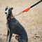 Collar y correa de perros anti-pull reflectantes multifuncionales