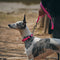 Collar y correa de perros anti-pull reflectantes multifuncionales