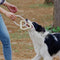 Tomador interactivo de tira y tira de la guerra Toy de goma Chew Toy