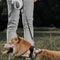 LED LARGO LARGO RETRAXIBLE CRUEBA DE ACCESORIOS DE ACCESORIOS DE PERROS