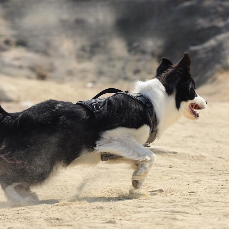 Arnés antitirones multifunción a prueba de explosiones Arnés para perros de tamaño mediano a grande
