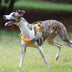 Reflective Buffer Anti Pull Large Dog Harness For Trunk