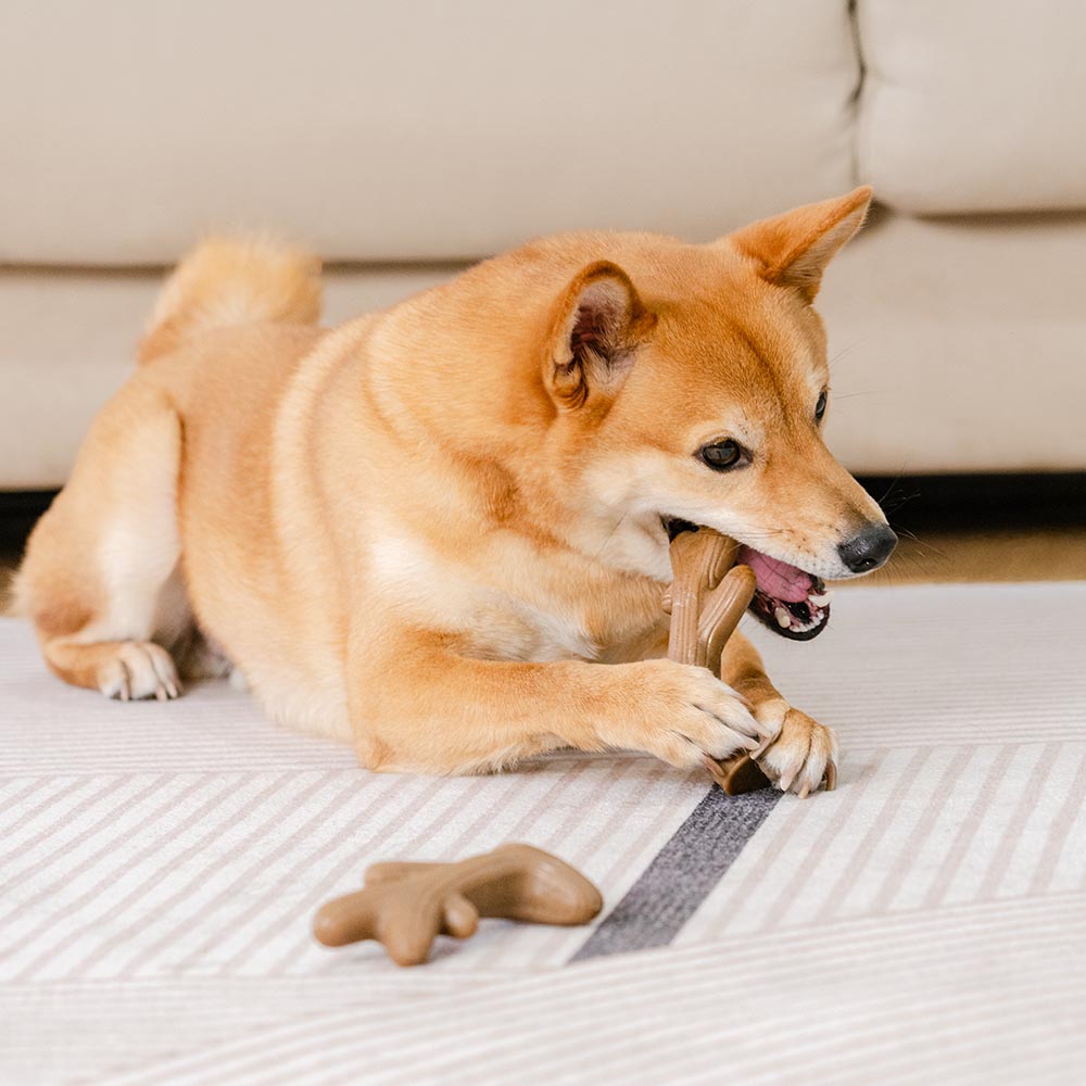 Teething Bones Dog Chew Toy - Bacon-Flavored