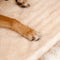 Cama de perros ortopédico de casa rayada de moda - acogedor escondite