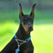 Collar de perro de la cadena deslizante de nylon multicolor