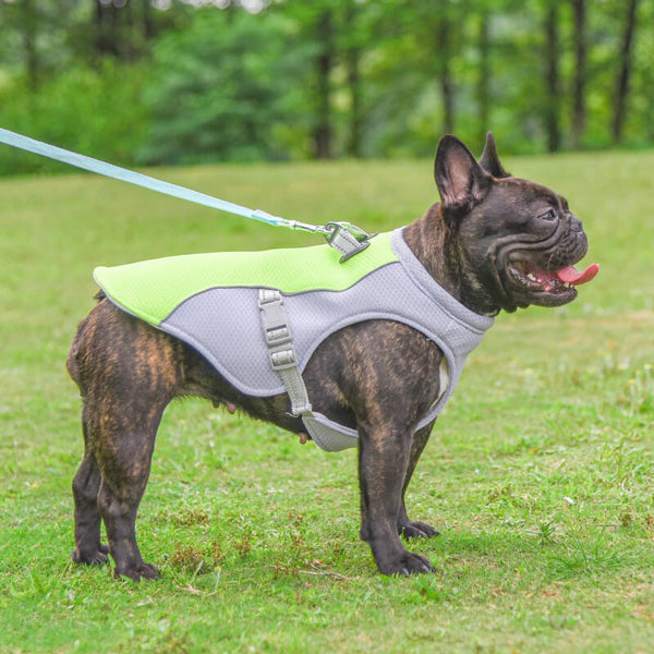 Chaleco transpirable para la prevención de la insolación de agua para el agua de enfriamiento de perros