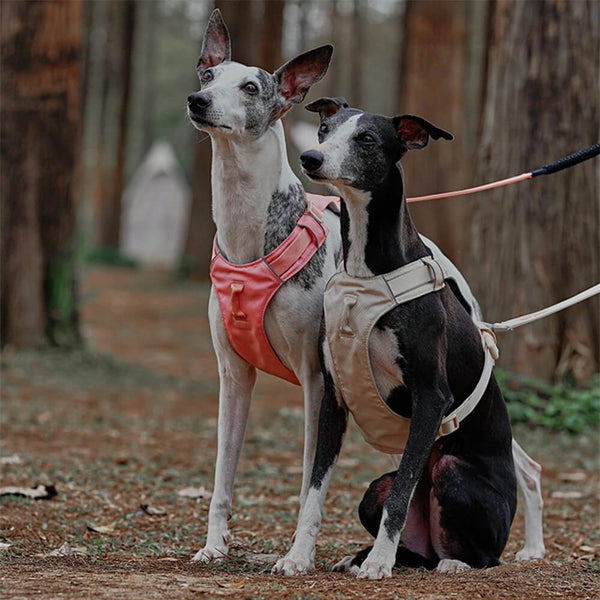Arnés de perros anti-Pull transpirable para perros impermeable o correa multifuncional
