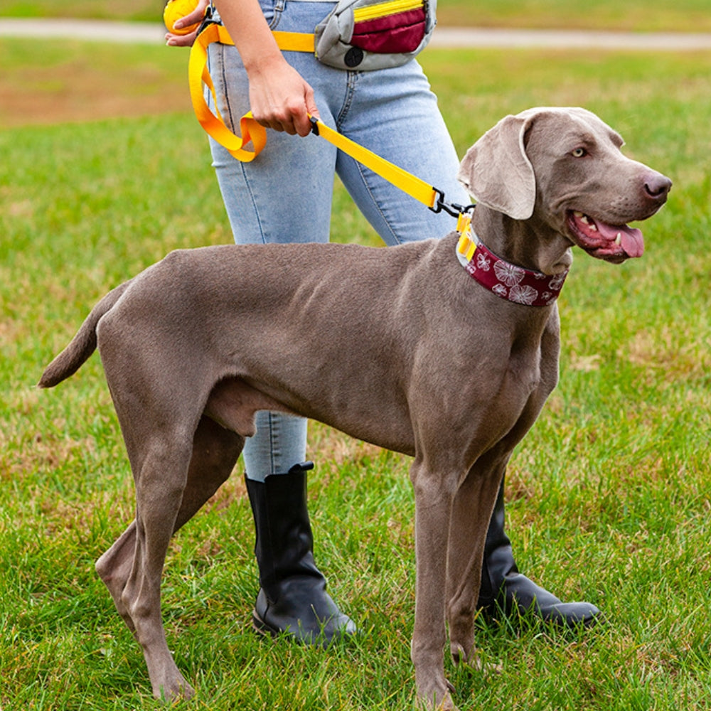 Collar de accesorios para perros, elegante, cómodo, sin tirones