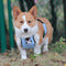 Cubierta de perrito de babero de mascotas a cuadros impermeables
