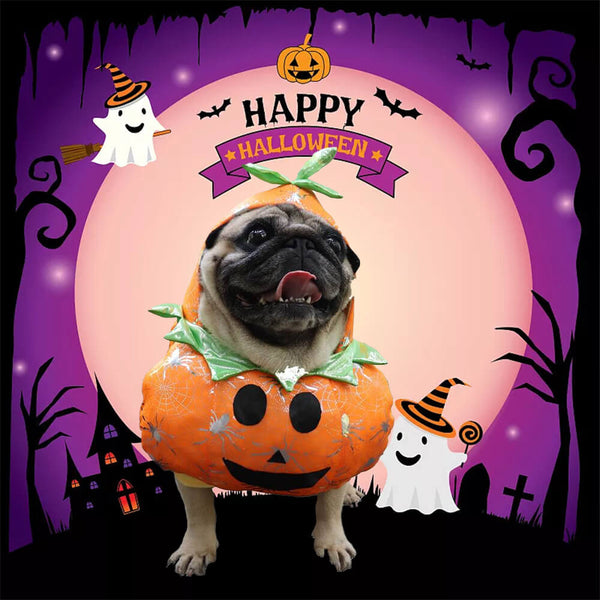 Disfraz de perros de calabaza: diversión y festivo para Halloween