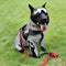 Accesorios reflectantes para perros fríos impermeables para perros