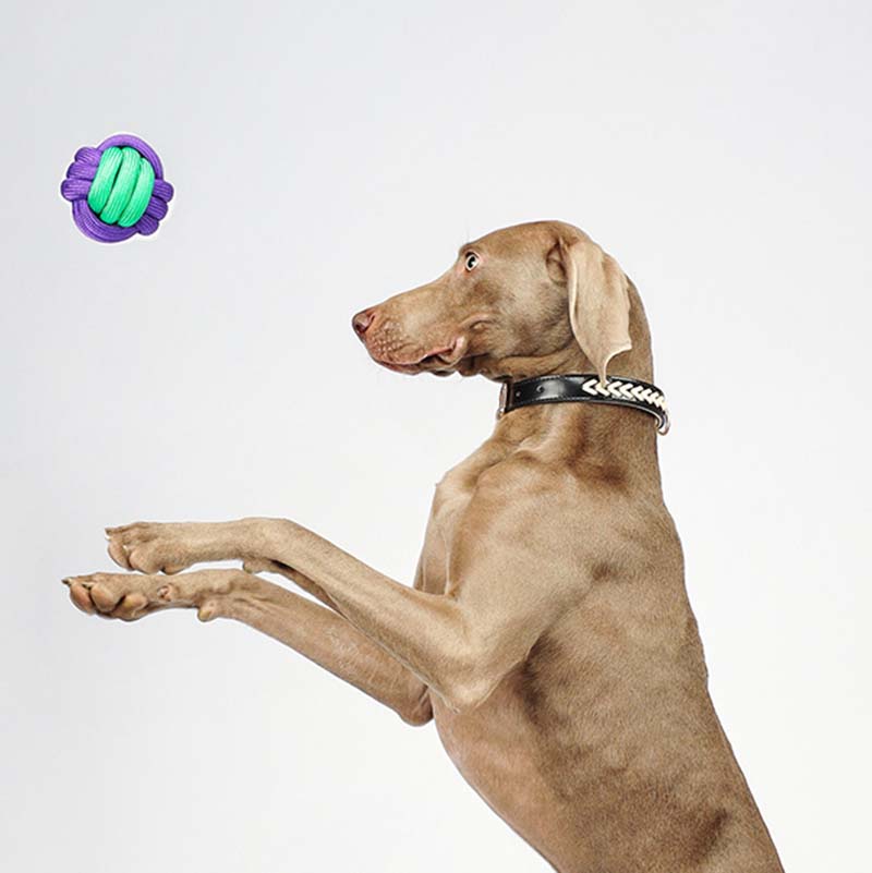 Juguete para perros que lanza bolas con nudos - Color Clash