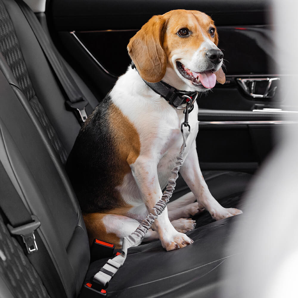 Buffer ajustable Cool Dog Accesorios cinturón de seguridad de coche