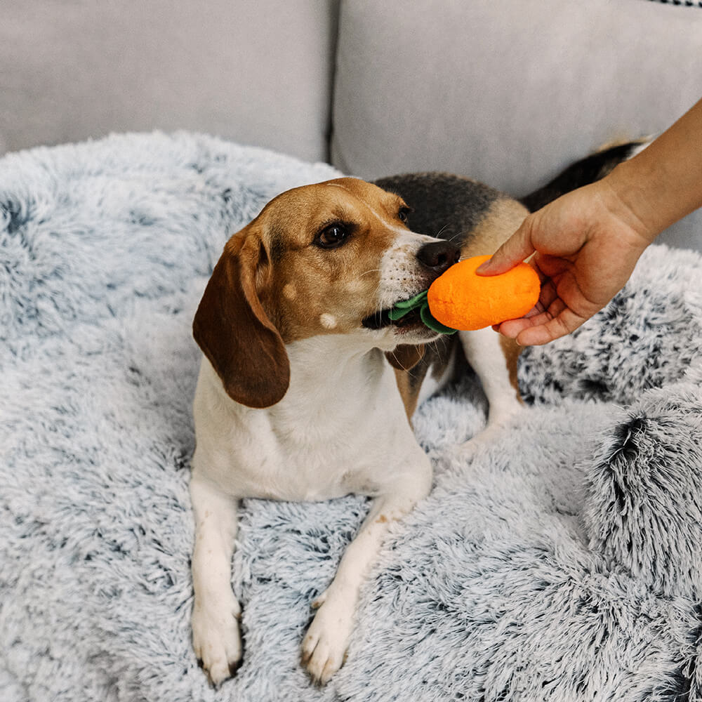 Cama para perros con protector de muebles calmante - Respaldo difuso