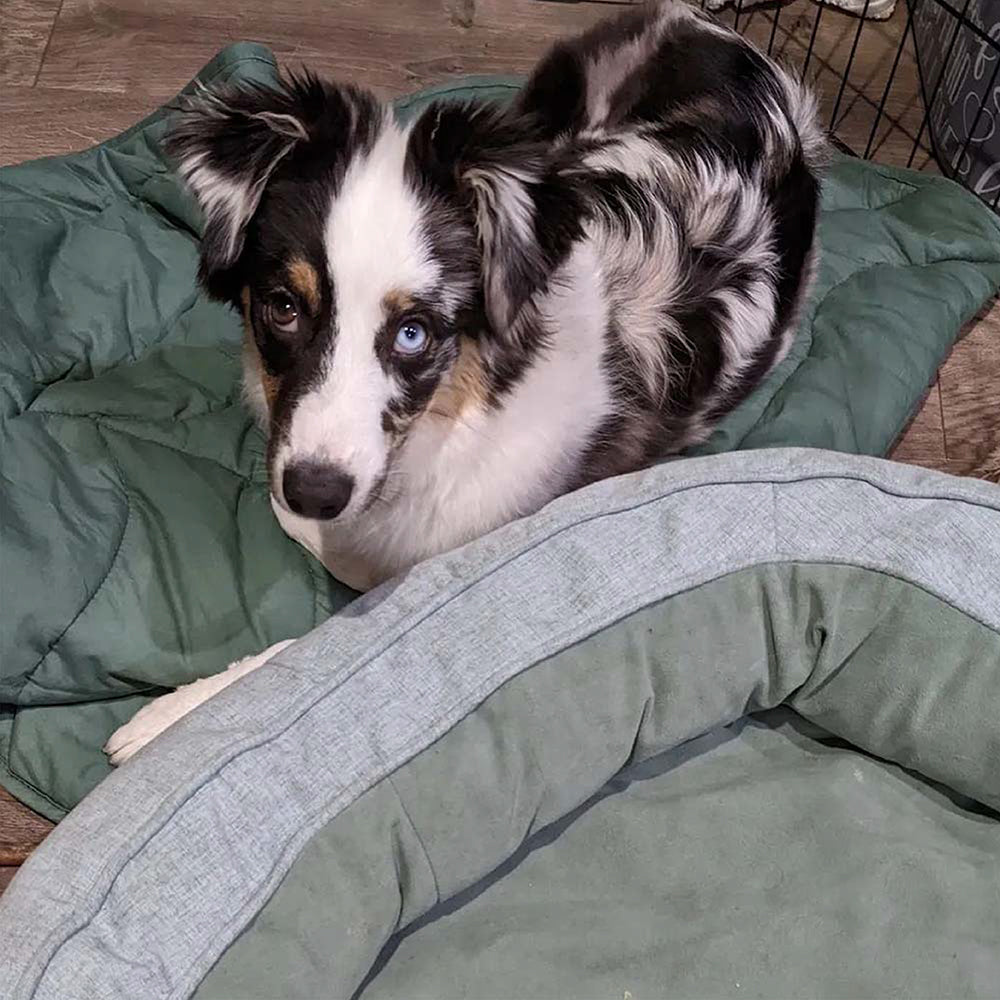 Manta para perros con forma de hoja y cama para perros con forma de donut, regalos de lujo para perros