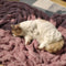 Super Soft Faux Fur & Velvet Luxury Pet Shrow Maneta humana