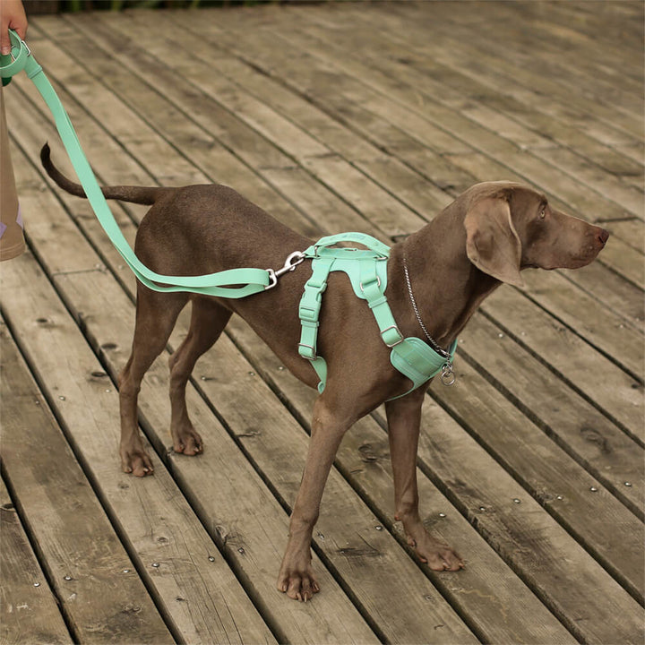 Accesorios para perros gummy cool set de caminata